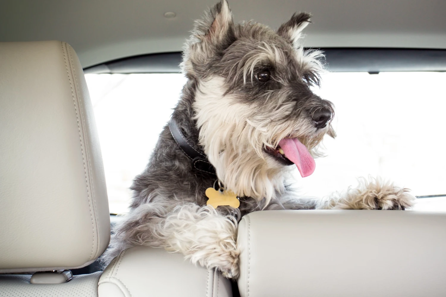 Chevrolet Impala Dog Car Seat for Miniature Schnauzers