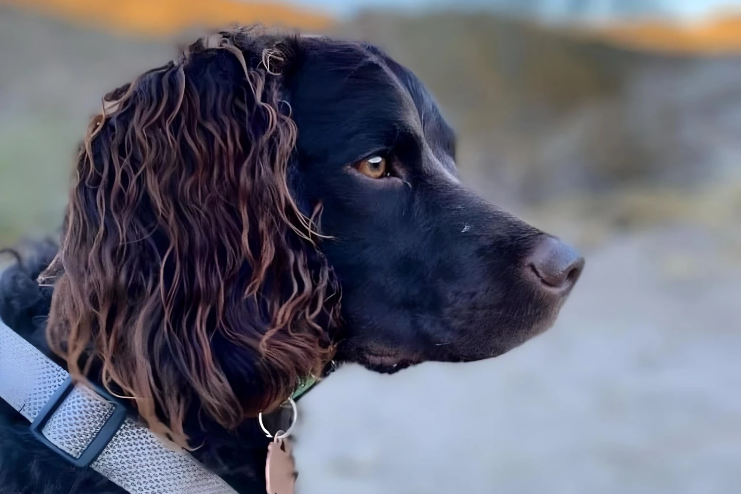 Hyundai Elantra Dog Car Seat for American Water Spaniels