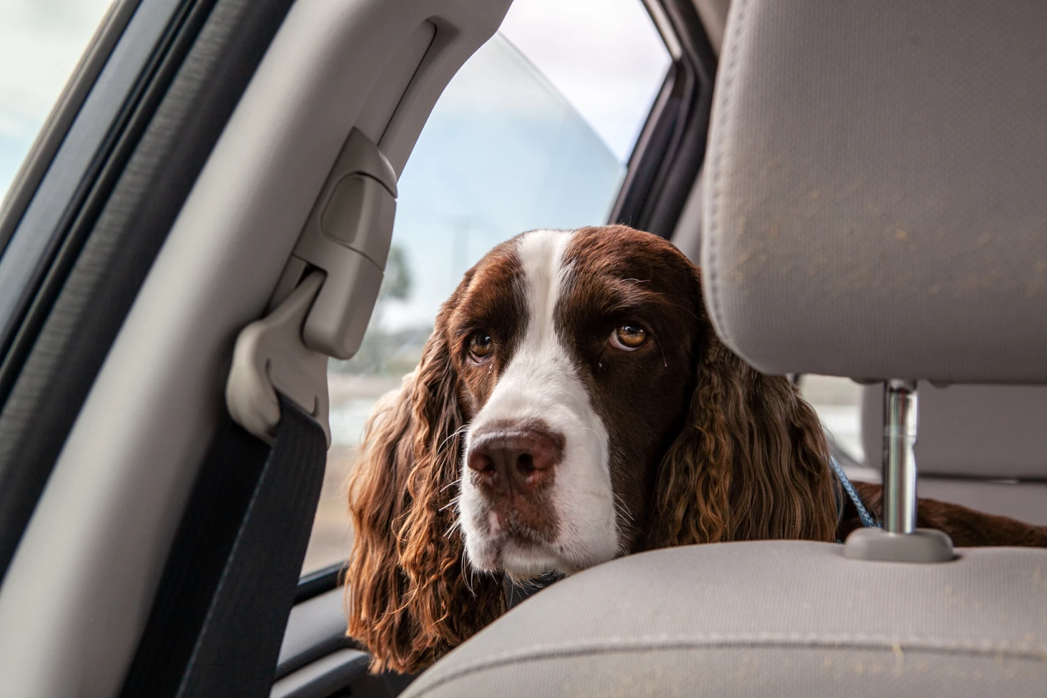 Mazda CX-5 Dog Car Seat for Brittany Spaniels