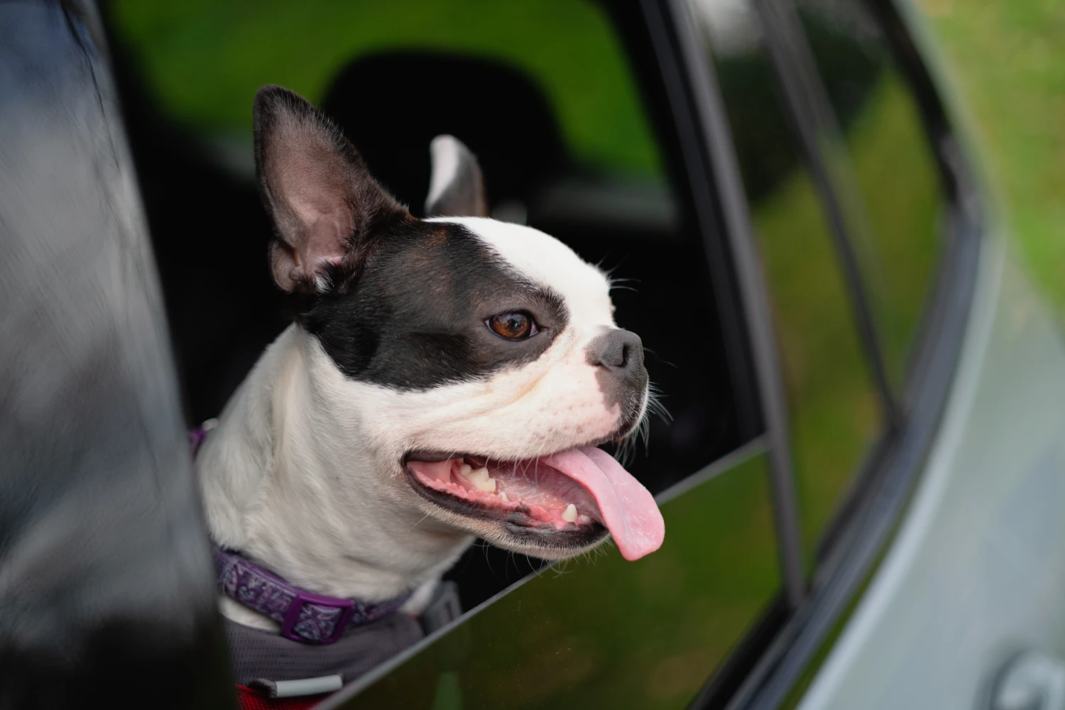 Chevrolet Camaro Dog Safety Belt for American Staffordshire Terriers